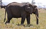 TANZANIA - Serengeti National Park - 078